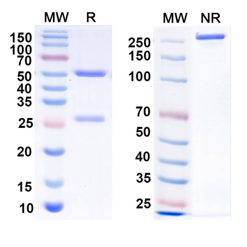 Anti-Calbindin Antibody (L109/87)