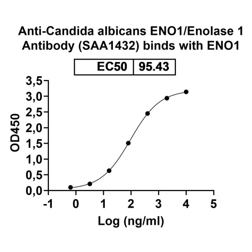 Anti-Candida albicans ENO1/Enolase 1 Antibody (SAA1432) Anti-Candida albicans ENO1/Enolase 1 Antibody (SAA1432)