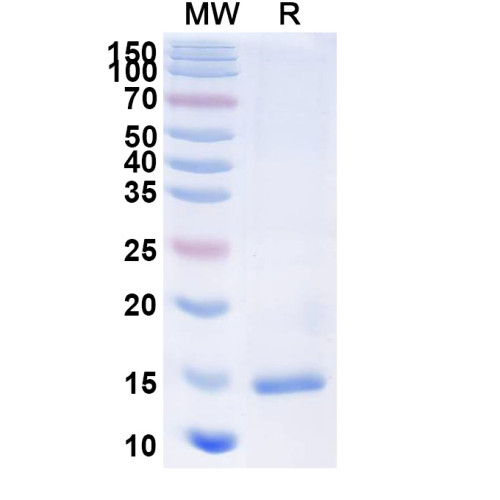 Anti-Castor bean Ricin Nanobody (SAA1097)