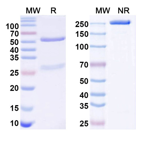Anti-Cav1.2 Ca2+ channel Antibody (N387/39) Anti-Cav1.2 Ca2+ channel Antibody (N387/39)