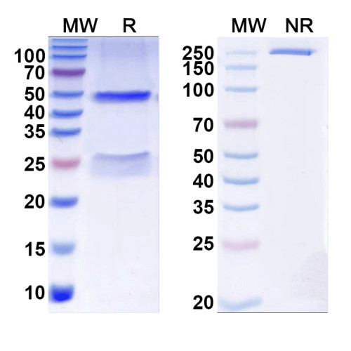 Anti-Cav2.3 Ca2+ channel Antibody (N493/92) Anti-Cav2.3 Ca2+ channel Antibody (N493/92)