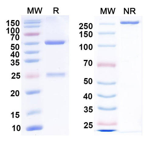 Anti-Cav3.2 Ca2+ channel Antibody (N55/41) Anti-Cav3.2 Ca2+ channel Antibody (N55/41)
