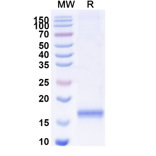 Anti-Chick LYZ/Lysozyme C Nanobody (SAA1158)