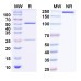 Anti-Clostridium perfringens pfo/Perfringolysin O/Theta-toxin Antibody (HS1)