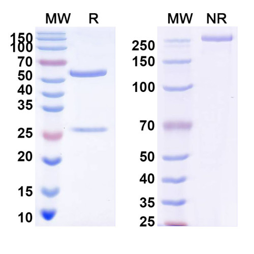 Anti-DENV-4 Envelope protein E/EDI domain Antibody (5H2) Anti-DENV-4 Envelope protein E/EDI domain Antibody (5H2)