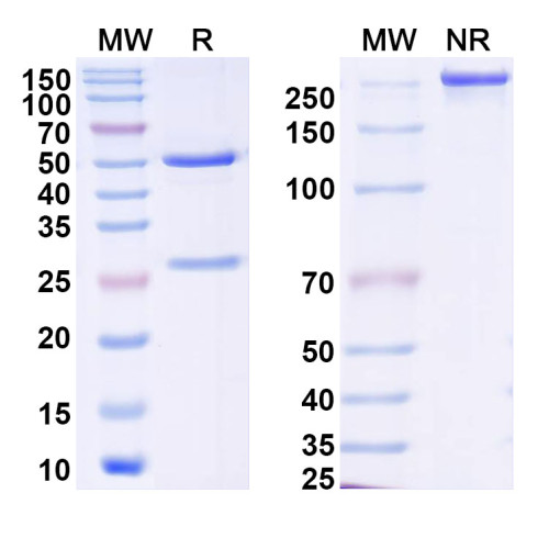 Anti-DENV-4 NS1 Antibody (3H7A9)