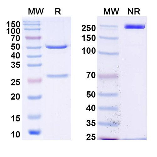 Anti-DENV-4 NS1 Antibody (8A6F2)