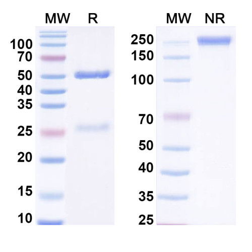 Anti-DEX/Dextran Antibody (SAA0556)