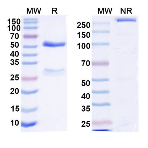 Anti-DNA Antibody (111.1)