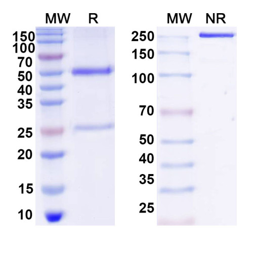 Anti-DNA Antibody (13) Anti-DNA Antibody (13)