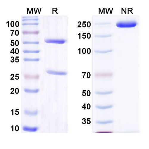 Anti-DNA Antibody (15) Anti-DNA Antibody (15)