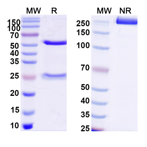 Anti-DNA Antibody (163.47)