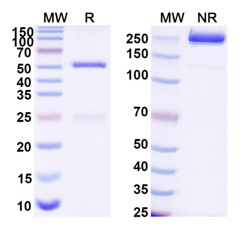 Anti-DNA Antibody (17s.128)