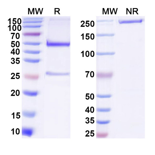 Anti-DNA Antibody (19.E7#)