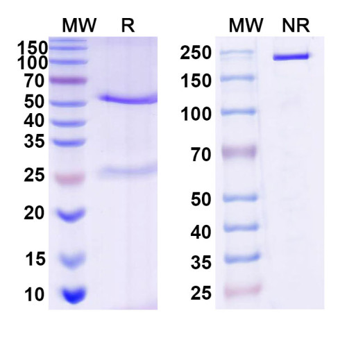 Anti-DNA Antibody (1A6) Anti-DNA Antibody (1A6)