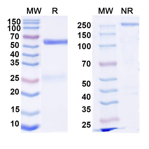 Anti-DNA Antibody (202.17)