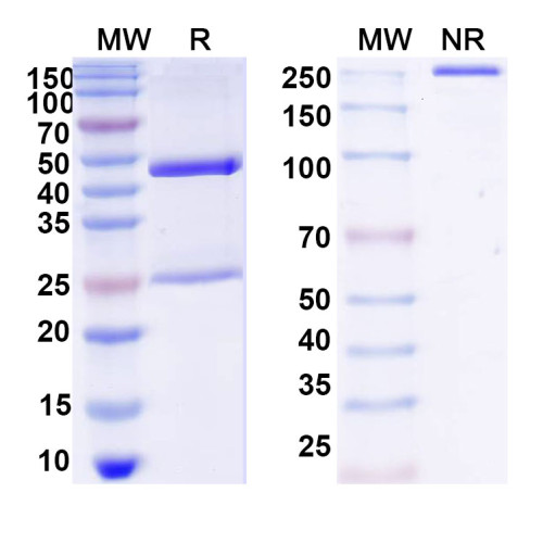 Anti-DNA Antibody (30) Anti-DNA Antibody (30)