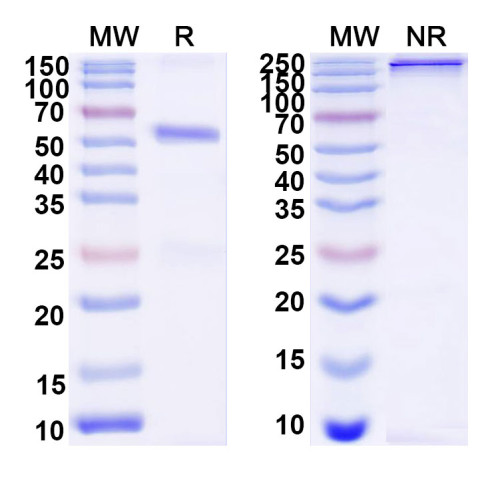 Anti-DNA Antibody (3E12#) Anti-DNA Antibody (3E12#)