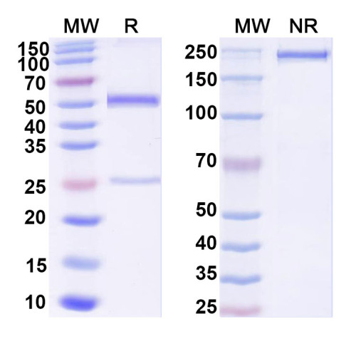 Anti-DNA Antibody (B8815) Anti-DNA Antibody (B8815)