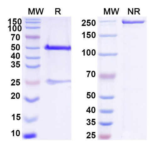 Anti-DNA Antibody (BW24-G13) Anti-DNA Antibody (BW24-G13)