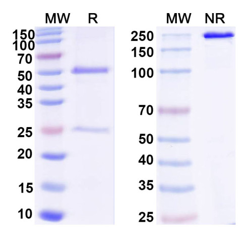 Anti-DNA Antibody (D42) Anti-DNA Antibody (D42)