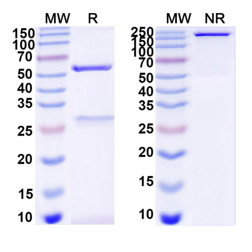 Anti-DNA Antibody (DP7)