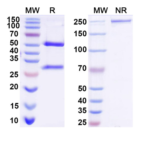 Anti-DNA Antibody (bfd03) Anti-DNA Antibody (bfd03)