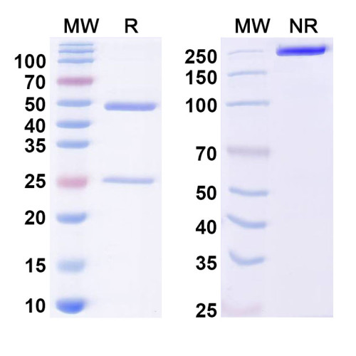 Anti-Dermatophagoides pteronyssinus DERP2/DERPII Antibody (7A1) Anti-Dermatophagoides pteronyssinus DERP2/DERPII Antibody (7A1)