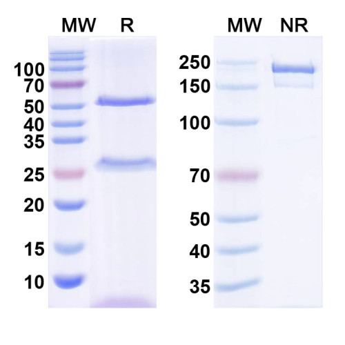 Anti-Dicer Antibody (N167/12) Anti-Dicer Antibody (N167/12)
