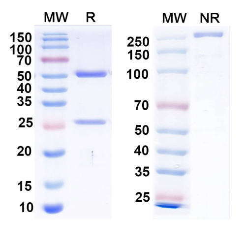 Anti-EBV/HHV-4 gH & gL Complexes Antibody (AMMO1)