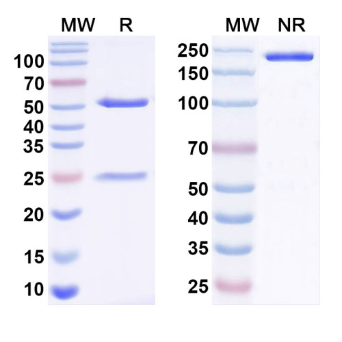 Anti-Frataxin Antibody (N191/7) Anti-Frataxin Antibody (N191/7)