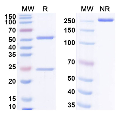 Anti-G-quadruplex DNA Antibody (1H6)