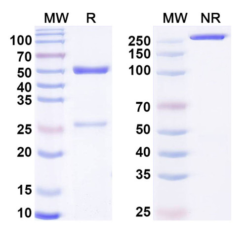 Anti-G-quadruplex DNA Antibody (4E11#)
