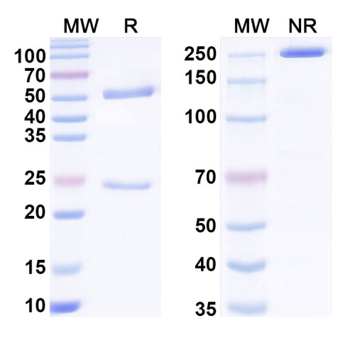 Anti-G-quadruplex DNA Antibody (8H2)
