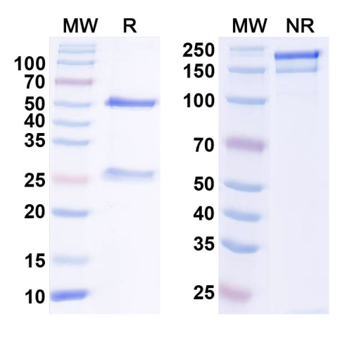 Anti-GABA(B)R1 Antibody (N93A/49) Anti-GABA(B)R1 Antibody (N93A/49)