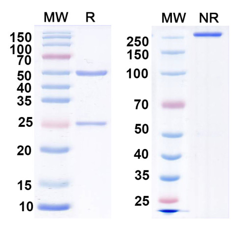 Anti-GRK6A/B Antibody (N142/17)