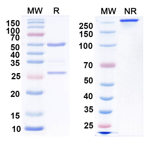Anti-GalR1 Antibody (N371B/37) Anti-GalR1 Antibody (N371B/37)