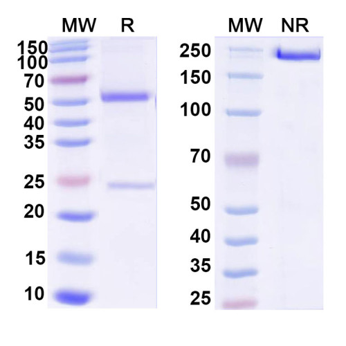 Anti-Ganglioside GD2 Antibody (14G2a) Anti-Ganglioside GD2 Antibody (14G2a)