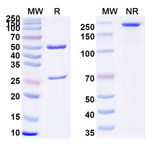 Anti-HBV-D HBeAg/C/p25 Antibody (E6#) Anti-HBV-D HBeAg/C/p25 Antibody (E6#)