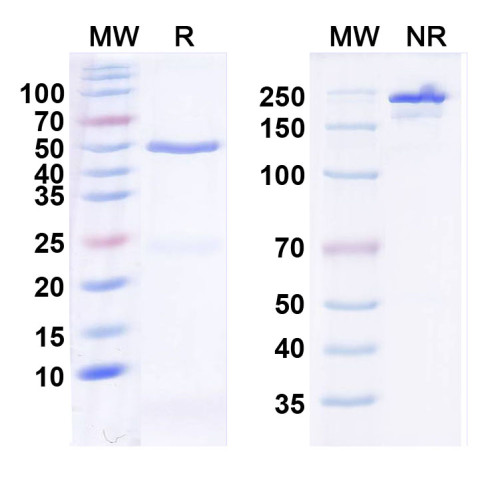 Anti-HCN3 Antibody (N141/16)