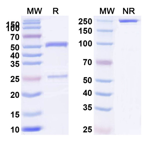 Anti-HLA-A2-peptide (RLVDDFLLV) Complex (3F5) Anti-HLA-A2-peptide (RLVDDFLLV) Complex (3F5)