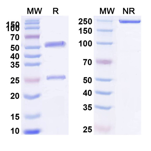 Anti-HLA-A2-peptide (RLVDDFLLV) Complex (3H2)