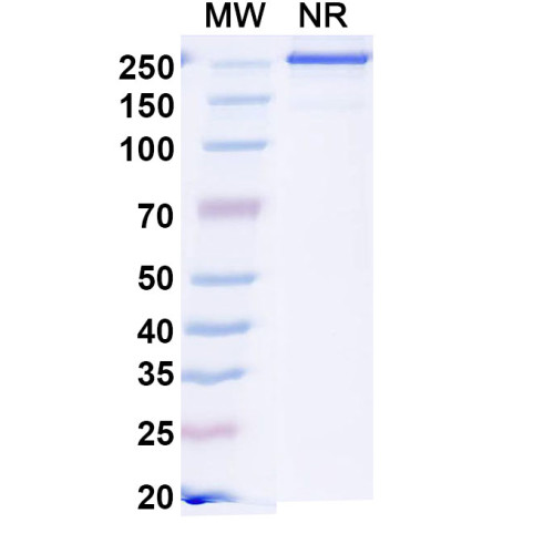 Anti-HLA-A2-peptide (YLEPGPVT) Complex (2F1) Anti-HLA-A2-peptide (YLEPGPVT) Complex (2F1)