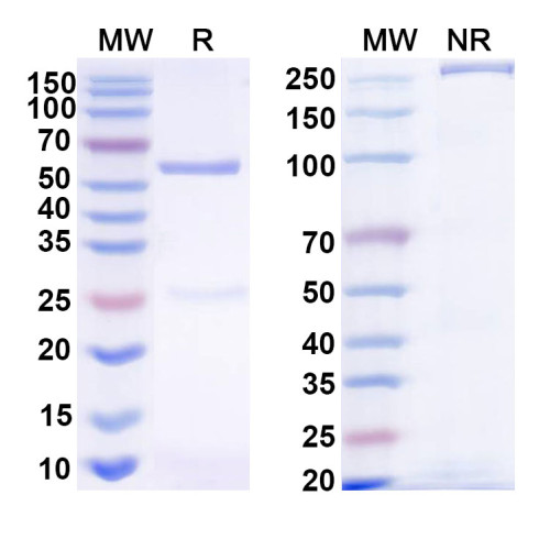 Anti-HRSV-A F/Fusion glycoprotein F0 Antibody (HNK20)
