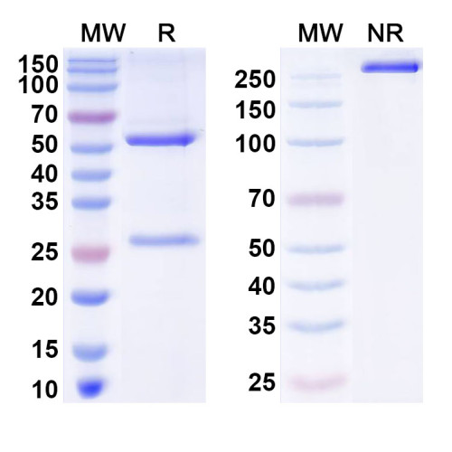 Anti-Helicobacter pylori vacA Antibody (N03-F10)