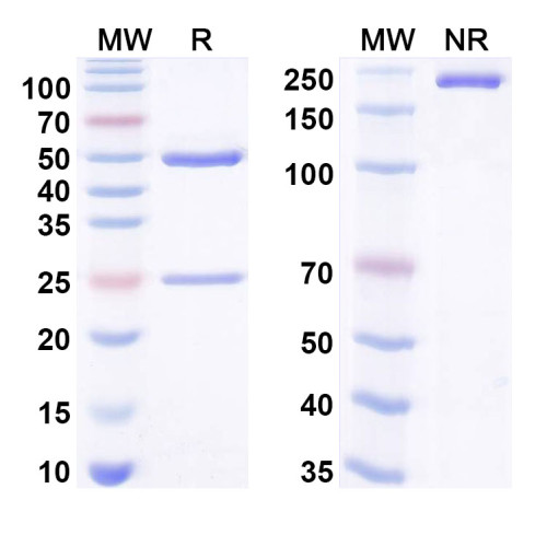 Anti-Hg2+/Mercury(2+) Antibody (SAA0525) Anti-Hg2+/Mercury(2+) Antibody (SAA0525)