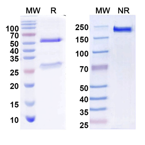 Anti-Honeybee Hyaluronidase/Hya Antibody (21E11#) Anti-Honeybee Hyaluronidase/Hya Antibody (21E11#)