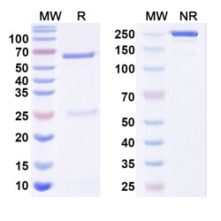 Anti-Hot Start Taq Antibody