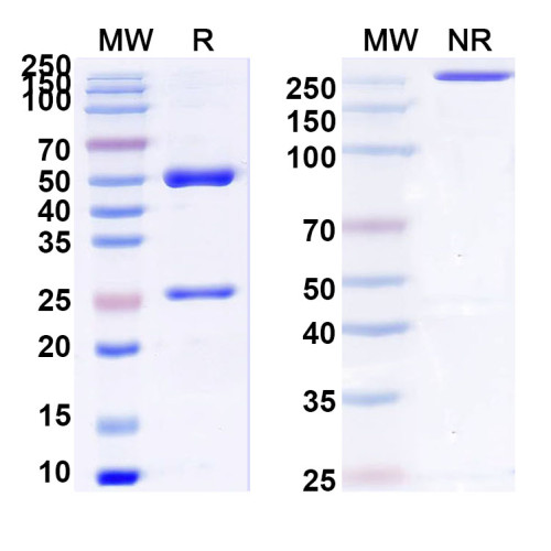 Anti-Human ALPG/ALPPL2 Antibody (12F3) Anti-Human ALPG/ALPPL2 Antibody (12F3)