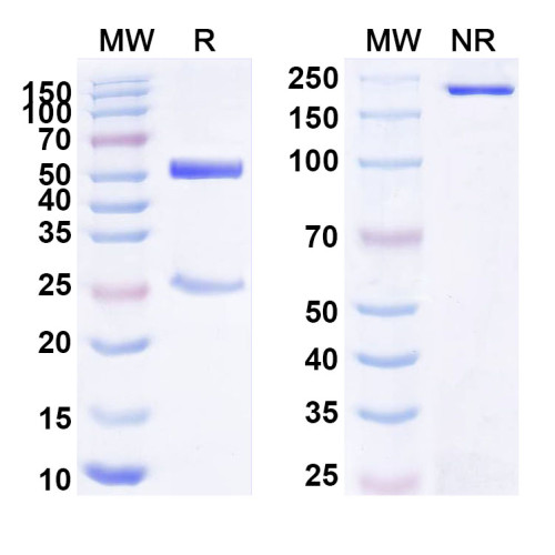 Anti-Human APLP2 Antibody (SAA1796)